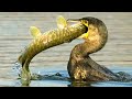Cormorant Catches And Eats A Huge Carp Hungry Cormorant Swallows Big Fish