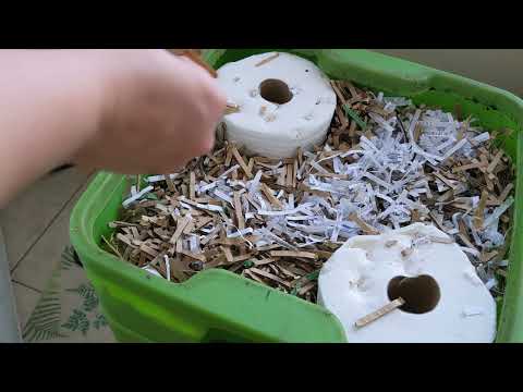 Adding Lots of Bedding 😴 + Frozen Zuch Feeding - Day 74 - Hot Frog Living Composter