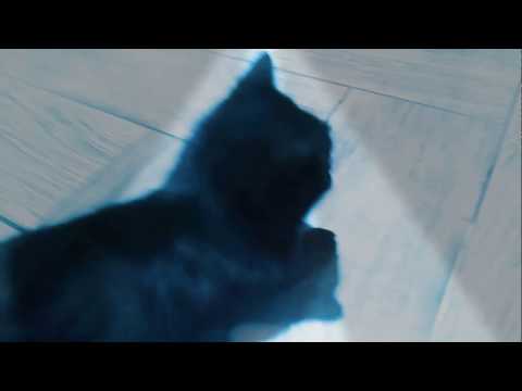 Клип кошки 😻😻😻😻😻