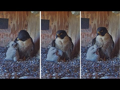 FalconCam Project🪽 Girri🐥Burrows into Diamond for Cute Cuddles💕 2025 Nov 18