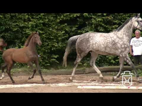 NF132 Hengstfohlen Uriko - Cartani - Cassini I