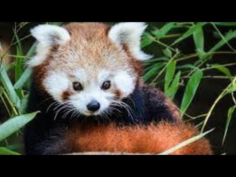 Panda roux: 5 choses à savoir sur cet animal vraiment trop mignon