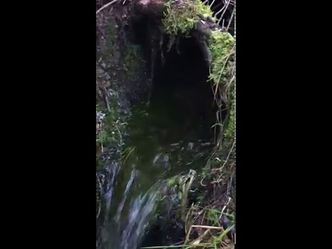 HEILKRAFTÜBERTRAGUNG durch ANITA GROGG zur Auflösung von negativen Impfinformationen