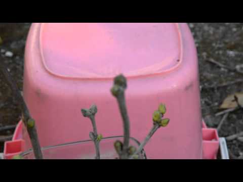 開花を豊かにするためにインドのライラックを剪定する時期と方法