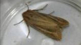 Nachtvlinders versie 2 (diapresentatie met muziek De Kast)