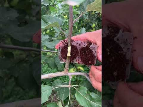 Mastering Apple Tree Air Layering: Step-by-Step Guide for Healthy Roots