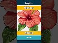 hibiscus - hibisco video thumbnail