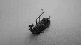 Dwarves - Insect Whore