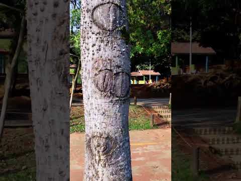 🌳 O Bosque Maia visto de cima é impressionante!