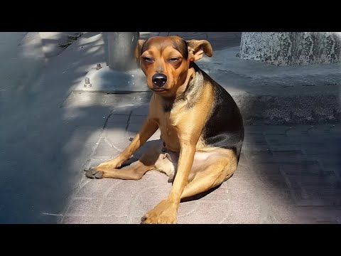 Quand vos chiens ont une attitude