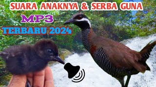 Download lagu Bird sounds‼️suara pikat burung mandar padi zebra Jos gandos terbaru 2024—sintar zebra/sintar semak mp3 Download lagu Bird sounds‼️suara pikat burung mandar padi zebra Jos gandos terbaru 2024—sintar zebra/sintar semak mp3