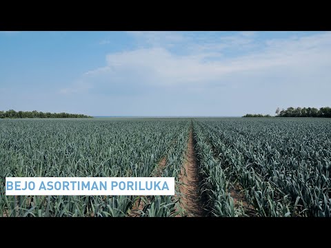 Bejo | Asortiman – poriluk