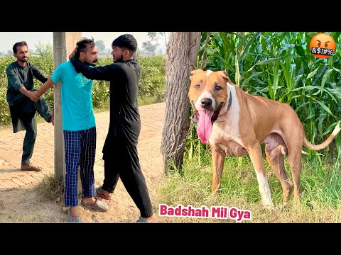 BASSAM KY FARM SY BULLY DOG BADSHAH MIL GYA🤬