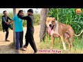 BASSAM KY FARM SY BULLY DOG BADSHAH MIL GYA