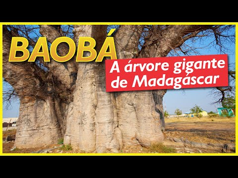 Baobá: a famosa árvore de Madagáscar