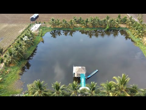 Tham Quan Mô Hình Vườn Ao Chuồng Ở Miền Tây Đáng Mơ Ước Của Bao Người