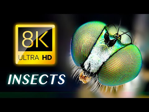 , title : 'THE INSECTS 8K VIDEO ULTRA HD - Animals 8K'