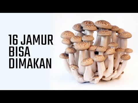 , title : '16 MACAM JAMUR YANG BISA DIMAKAN'