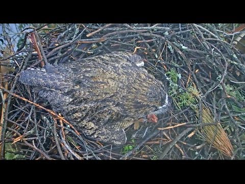 Presidio SF Raptor Cam ~ Female Great Horned Owl Finally Eats Rodent  2.13.19