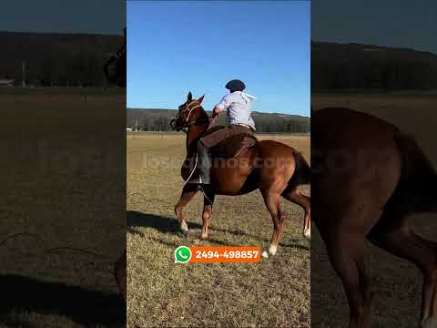 Caballo tostado cruza cuarto de milla $5.400.000 LOSEQUINOS.COM