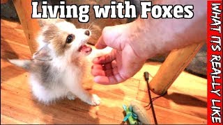 What its really like to live with foxes -The good, the bad &amp; the truth about having a pet fox