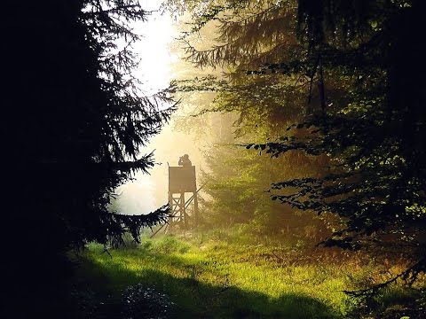 September Pirsch auf Rehe