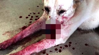 Remember When Dog Rescuers Discovered Cops Shot All the Dogs In New Orleans after Hurricane Katrina?