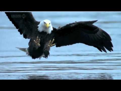 North Era: Bald Eagle fishing in slow motion (HD)