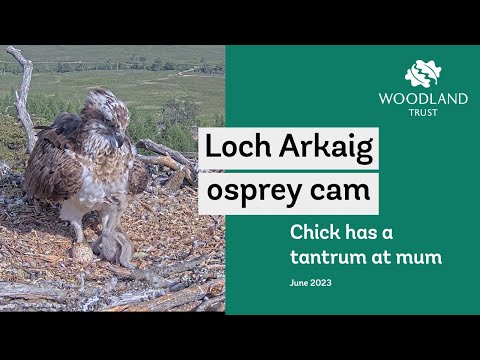 Osprey chick has a tantrum at Dorcha - Loch Arkaig Osprey Cam Highlights