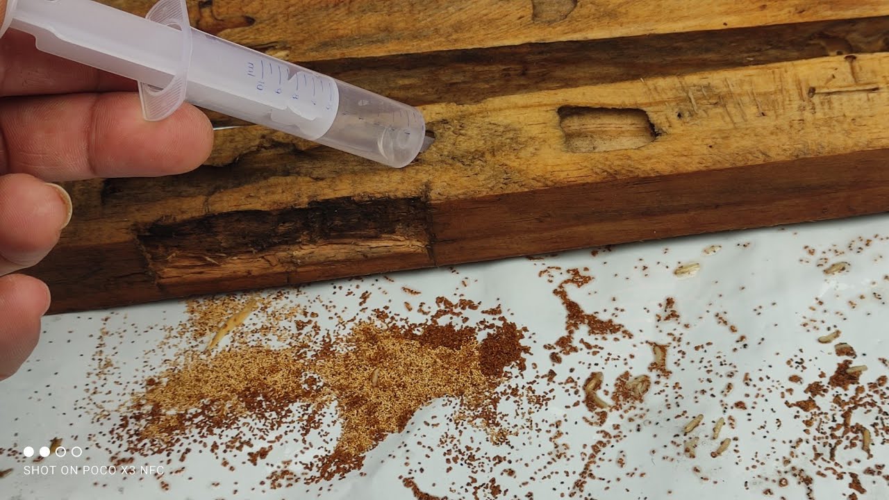 Como matar cupim e brocas  de madeira seca!