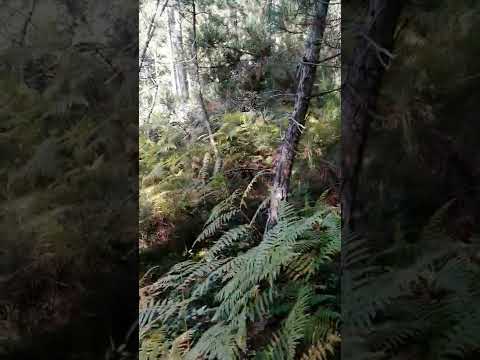 Doğa yürüyüşü _ Yalova /Armutlu orman kayboldum :)