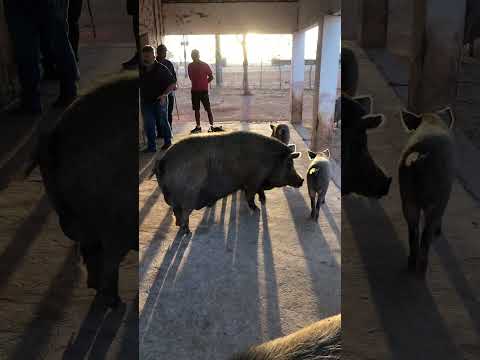 Mas uma entrega feita com sucesso fazenda marrecas em Itapipoca Ce a máquina da suinocultura