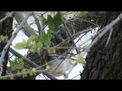 olifants brown tree frogs foaming nests