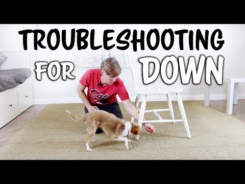 Teach your dog to down - Troubleshooting