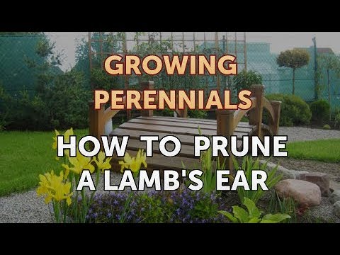 Can I Propagate a Peony From a Cutting