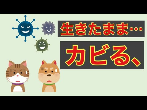 犬の皮膚にカビが生えた場合の対処法は?