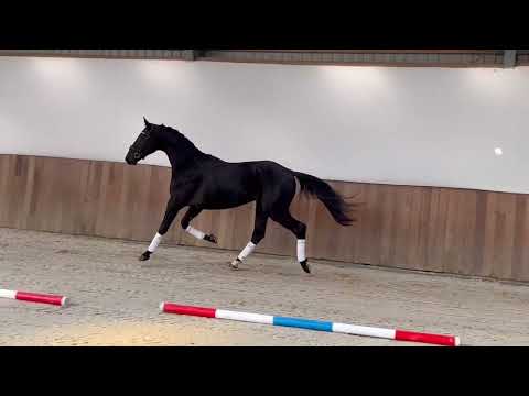 Mannfred Z: MARACANA x HOHENSTEIN I