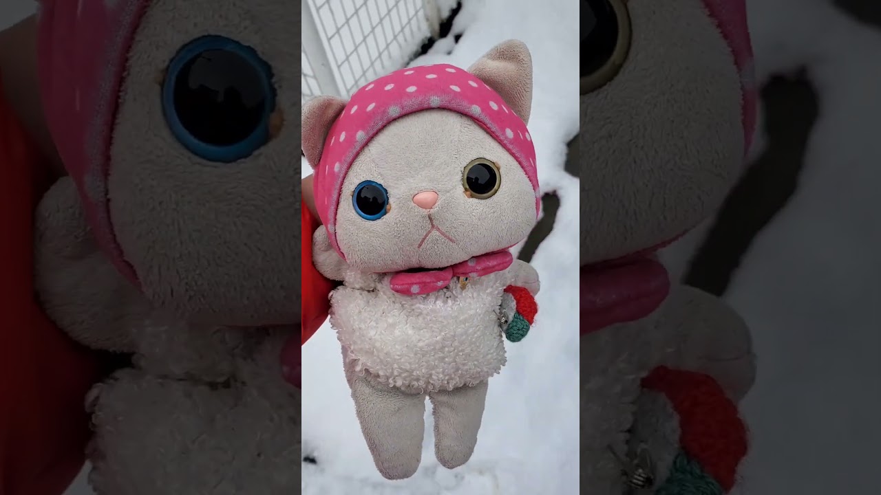 にゃあと、つもったゆきちゃん #stuffed #cute #happy #ねこ  #ぬいぐるみ