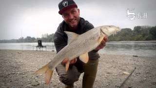 FEEDERMANIA - Őszi márnák a dunakeszi révnél