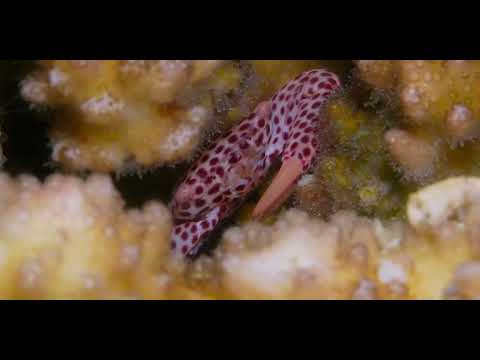 25 True + False Crab A - scuba diving video