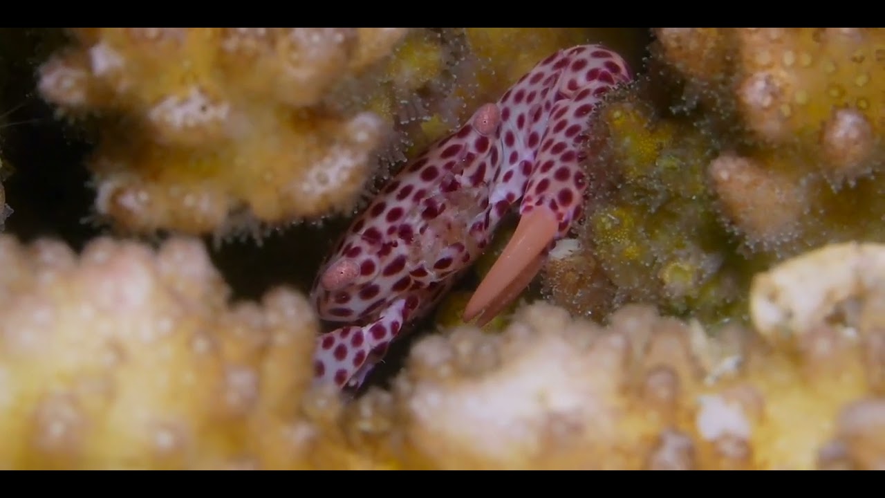 First of 3 Tropical Pacific Crab videos, genus and species.