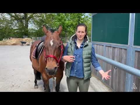 Yoga Mindset für ReiterInnen – Präsent sein am Pferd