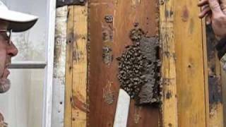 preview picture of video 'Bee hive removal, Albertville, Alabama 2-7-10'