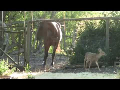 Thumbnail for Fawns in the Summer with Jazz by Pete Jolly