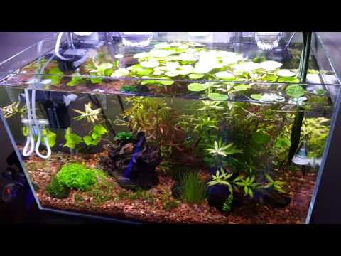 17 Gallon plated tank