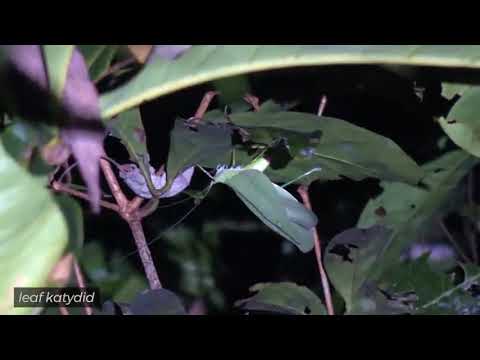 Borneo ! Death Blow   Full Documentary