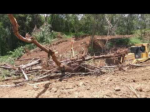 Caterpillar D9R vs Árboles