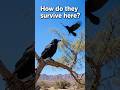 Desert ravens have surprising adaptations 🖤🌵