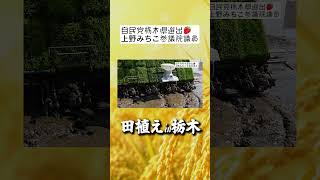 今年も田植えの季節！！　自民党上野みちこ参議院議員　#農家　 #農業
