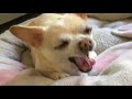 Little Doggo Giving Her Best Yawn
